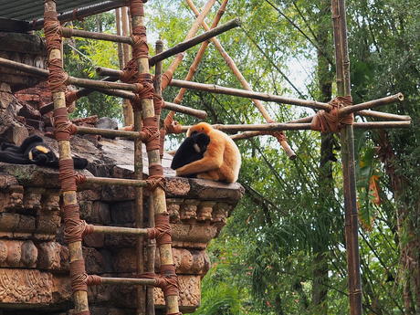 Monkeys
