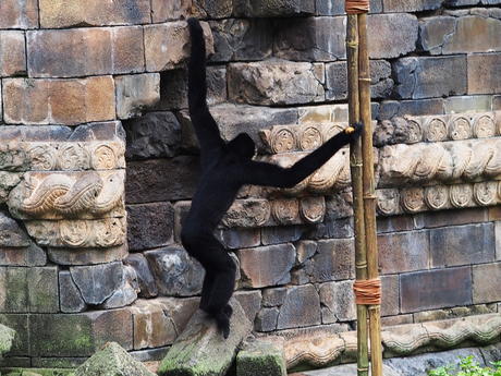 Monkeys #2