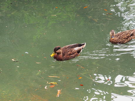 Ducks