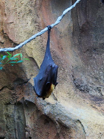 Bats