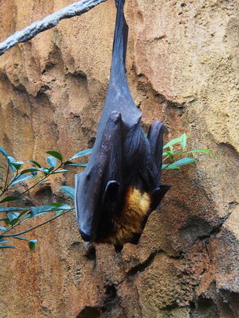 Bats #2
