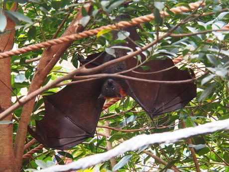 Bats #3