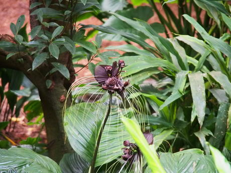 Dark flower