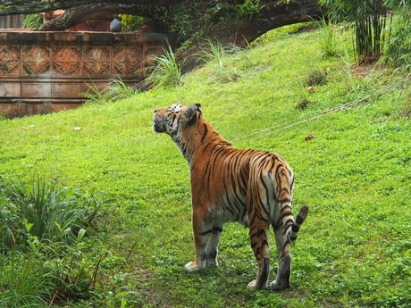 Tiger #2