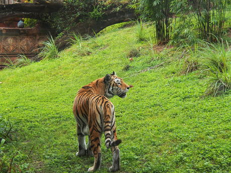Tiger #3