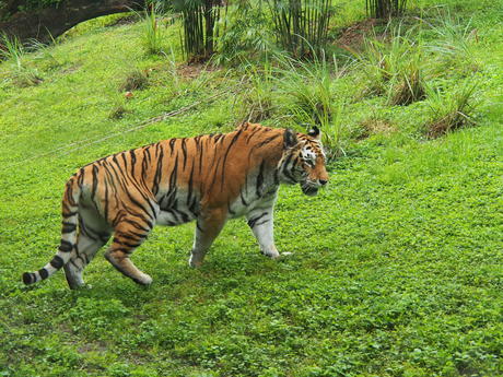 Tiger #4