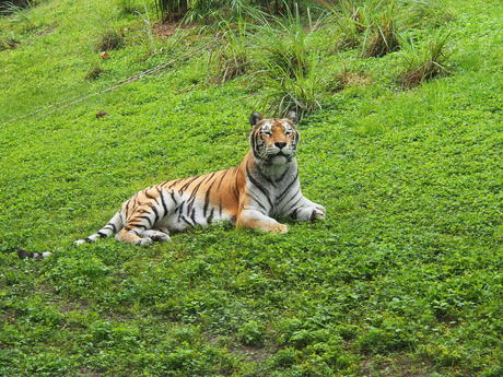 Tiger #5