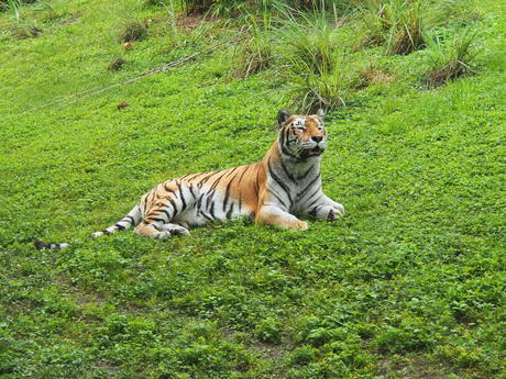 Tiger #6