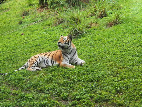 Tiger #7