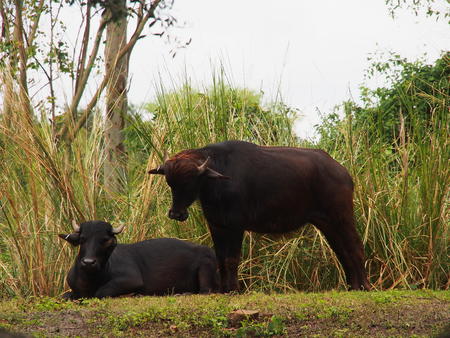 Dexter cattle