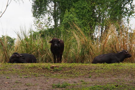 Dexter cattle #2
