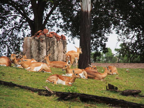 Thomson's Gazelle