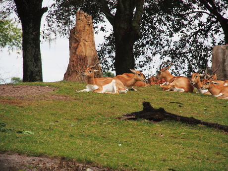Thomson's Gazelle #2