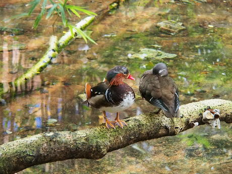 Ducks
