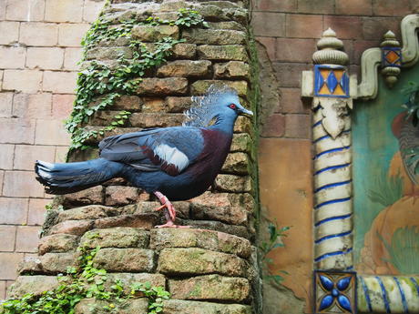 Fancy bird