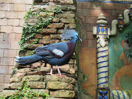 Fancy bird #2