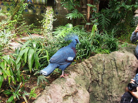 Fancy bird #3