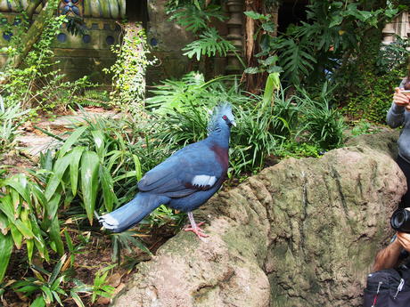 Fancy bird #4