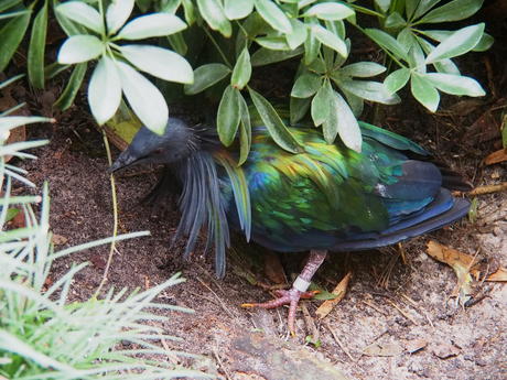 Blue-green bird #3