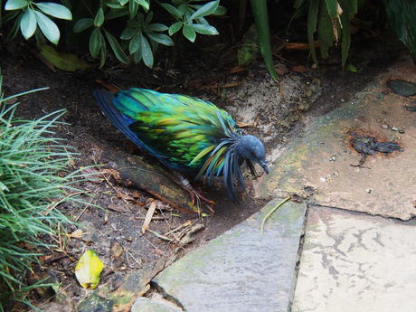 Blue-green bird #4