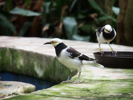 Black & white birds