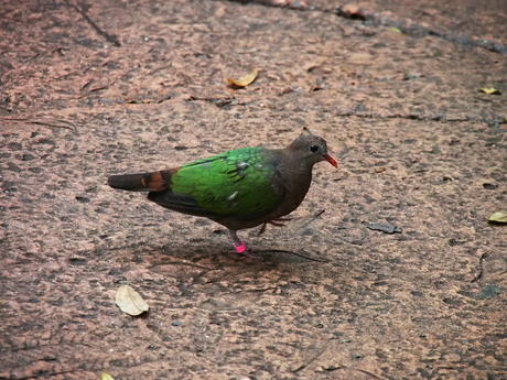 Green-gray bird