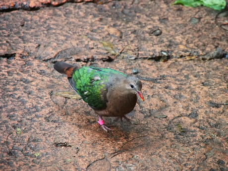 Green-gray bird #2