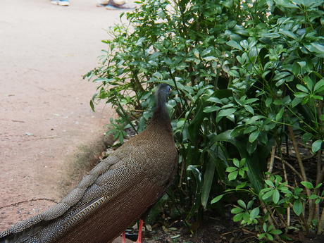 Pheasant