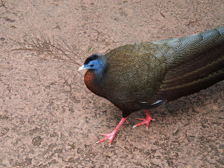 Pheasant #2