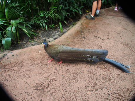 Pheasant #3