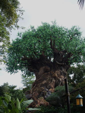 Tree of Life