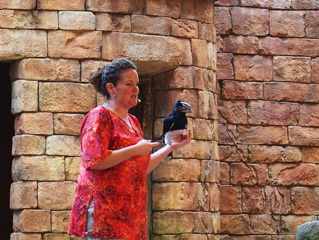 Flights of Wonder bird show