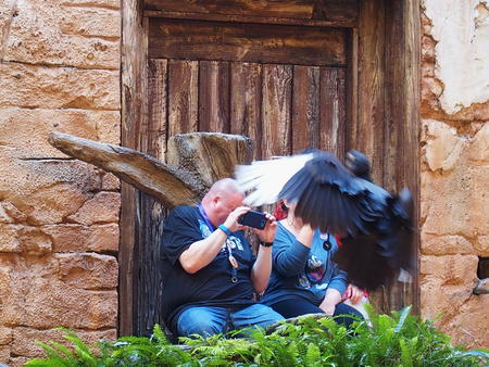 Photographing birds up close