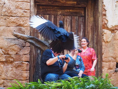 Photographing birds up close #3