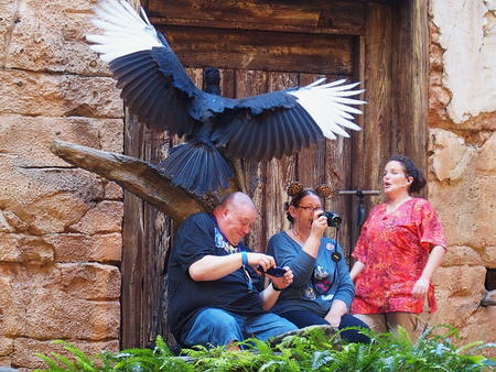 Photographing birds up close #5