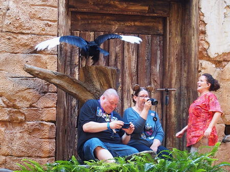 Photographing birds up close #8