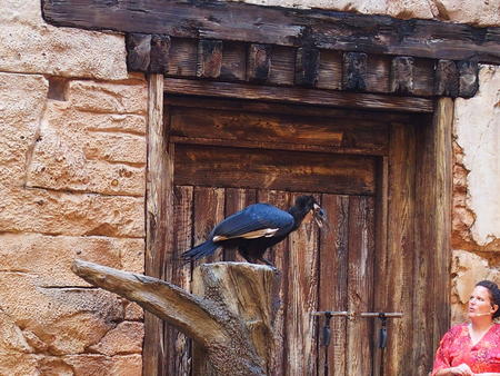 Flights of Wonder bird show #3