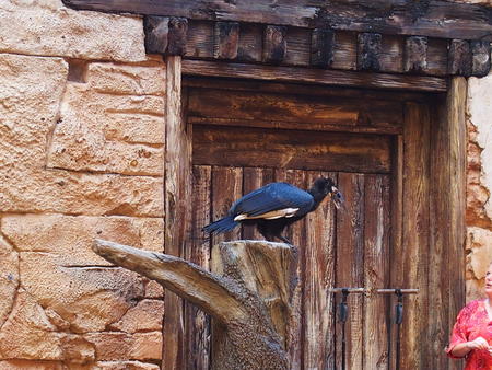 Flights of Wonder bird show #4