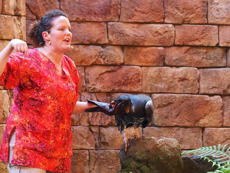 Flights of Wonder bird show #5