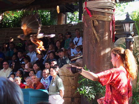 Flights of Wonder bird show #6