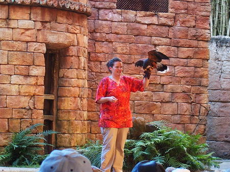 Flights of Wonder bird show #7