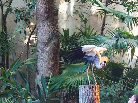 West African Crowned Crane