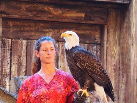Bald Eagle