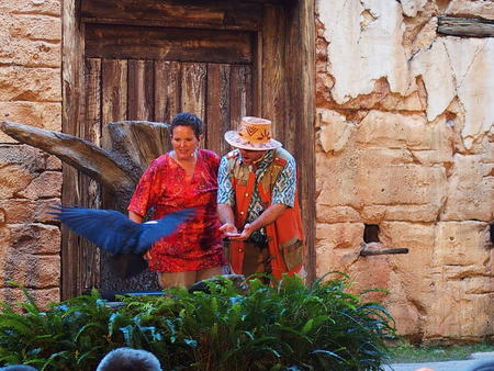 Flights of Wonder bird show #8