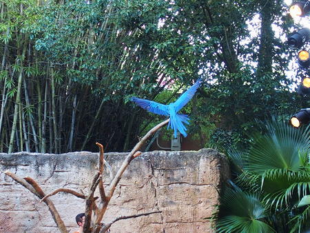 Flights of Wonder bird show #9