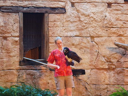 Flights of Wonder bird show #10