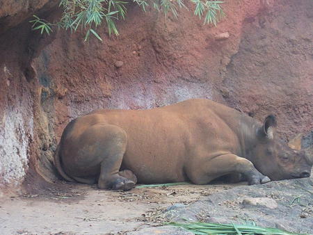 Black Rhinoceros