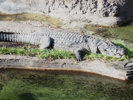 Nile Crocodile