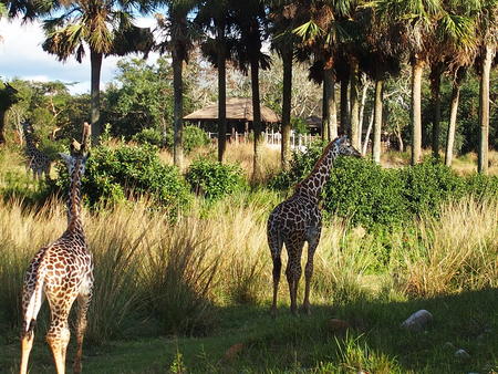Giraffe