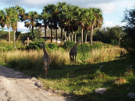 Giraffe #2